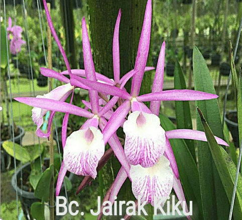 Bc.-Jairak-Kiku Cattleya orchid flower
