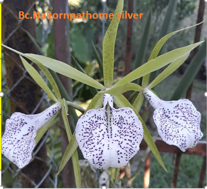 Bc. Nakornpathome Silver cattleya orchid