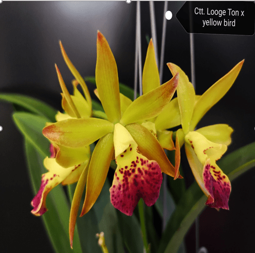 Bc. Yellow Birds x Loog Tone Cattleya Orchid