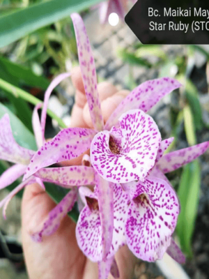 Bc. Yuan Dung Red Star cattleya orchid