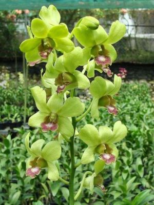 Dendrobium orchid flower Burana jade
