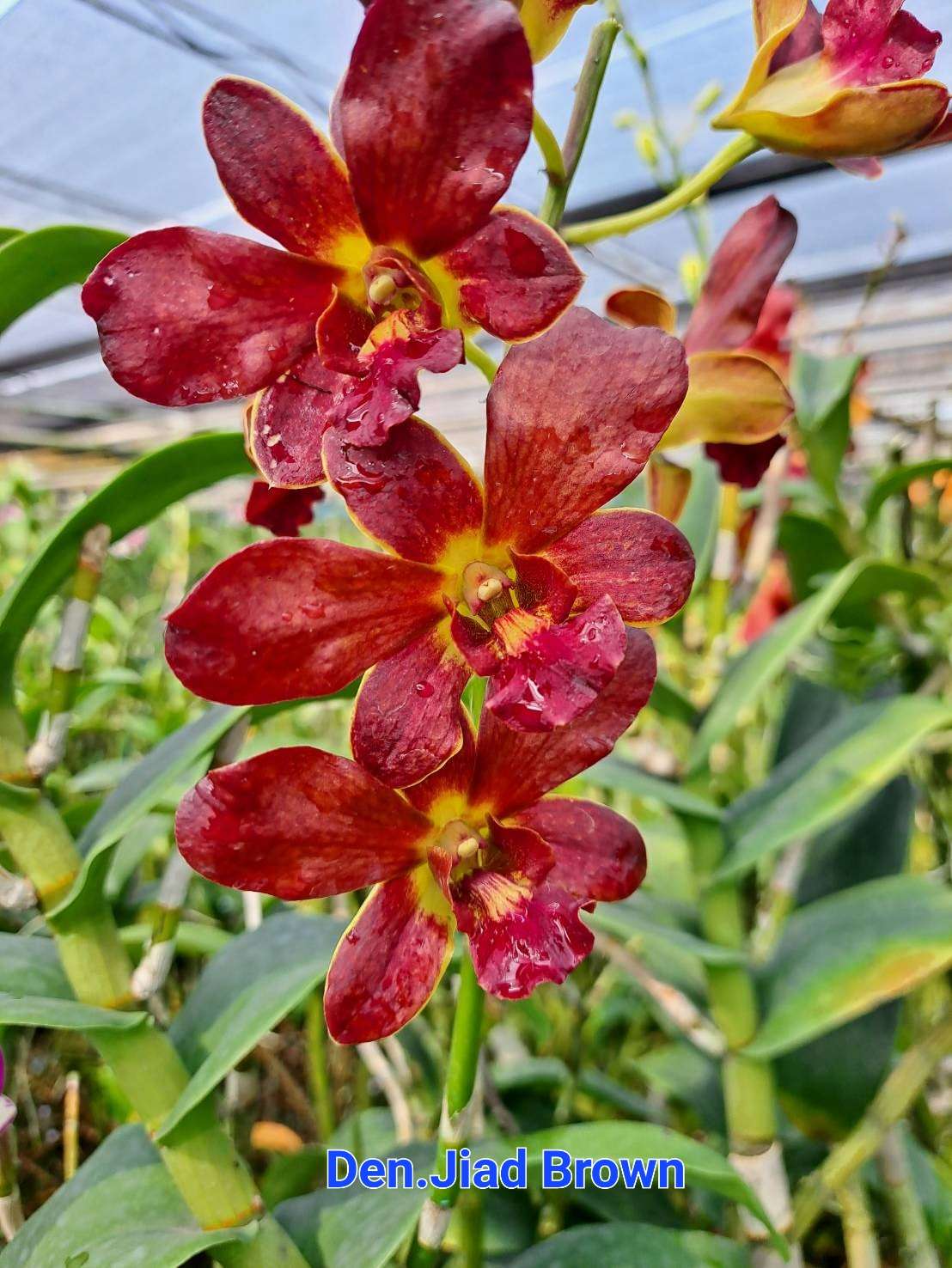 Jiad Brown Dendrobium orchid flower