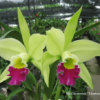 Rlc.Greenwich Cattleya Orchid