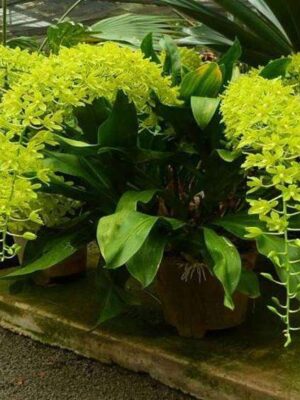 grammatophyllum-scriptum-green orchid flower