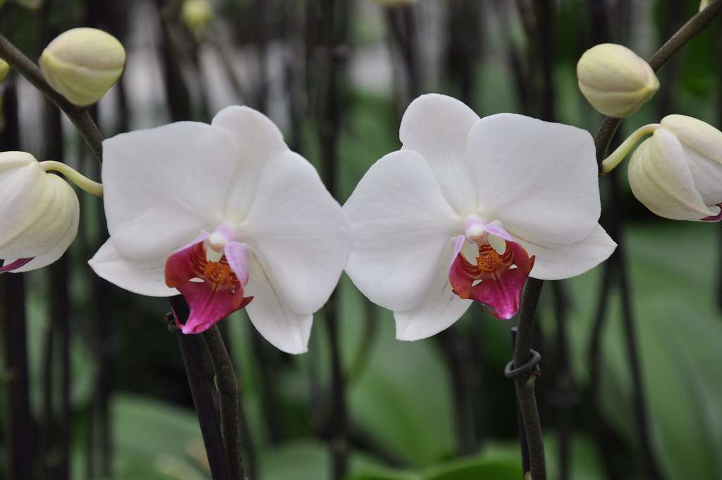 Phaleanopsis purple heart orchid flower