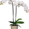 Phaleanopsis salt lake orchid flower