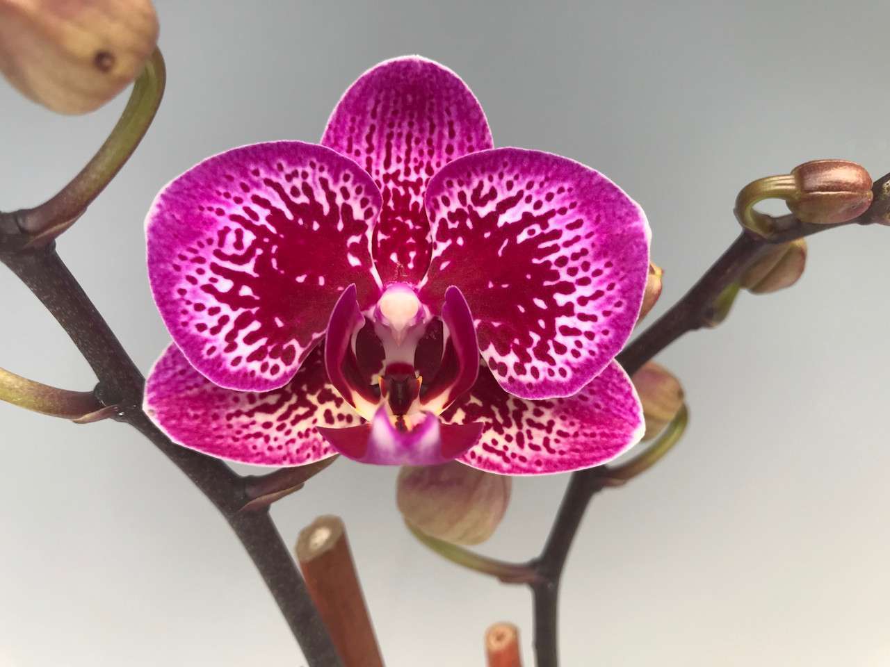 Phaleanopsis yu pin burgundy orchid flower